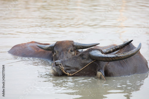 buffalo in water