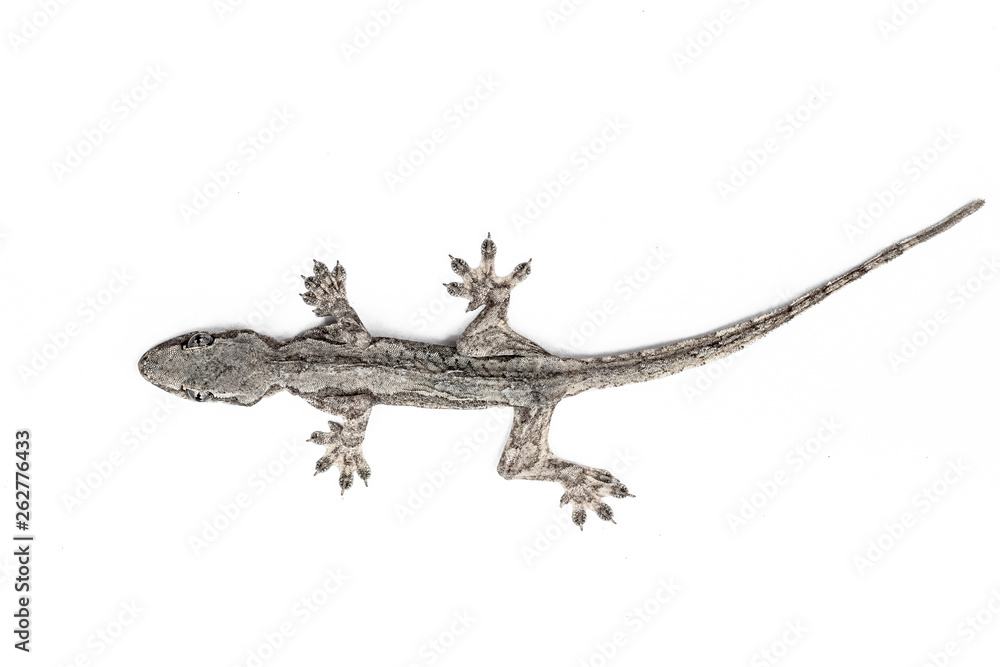 Naklejka premium Lizard on a white background