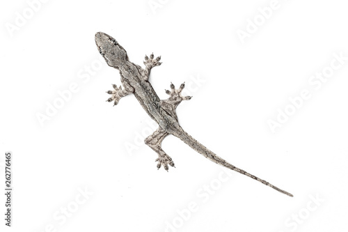 Lizard on a white background