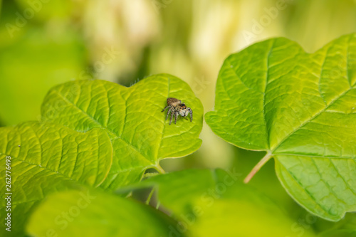 Jumping Spider on Leaf in Springtime photo