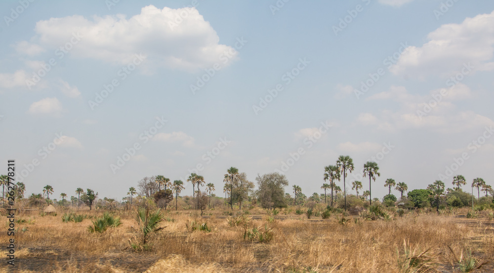 Africa Zambia Savanna