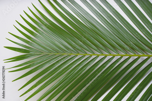 Creative tropical in Phuket Thailand green leaves layout. Nature spring concept. Flat lay.