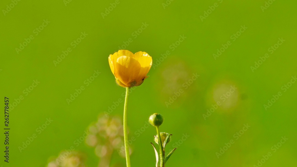 Schlichte einzelne gelbe Butterblume vor grünem, unscharfem Hintergrund