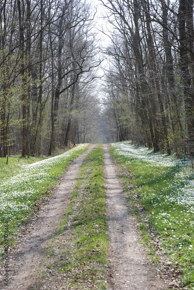 Chemin au printemps au milieu de la forêt