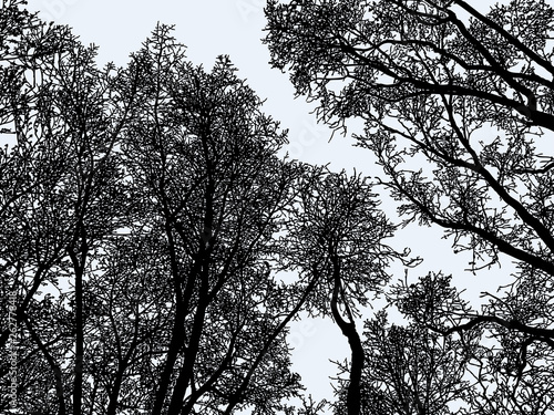 Vector image of trees silhouettes in the winter forest
