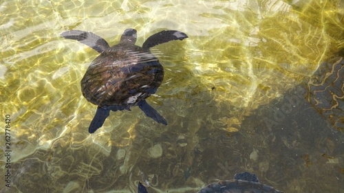 turtle swimming in water