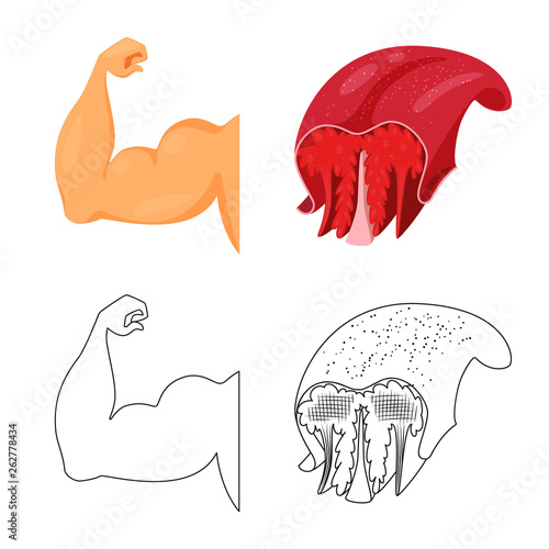 Vector illustration of fiber and muscular sign. Collection of fiber and body  stock vector illustration.