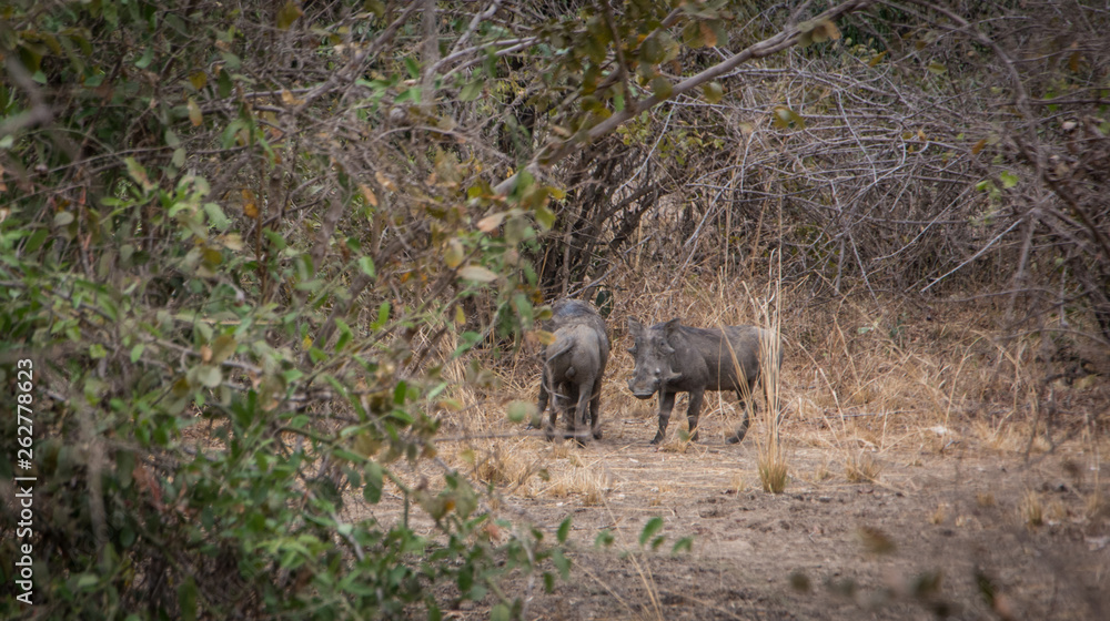 Fototapeta premium Warthog (Phacochoerus africanus) Zambia Africa