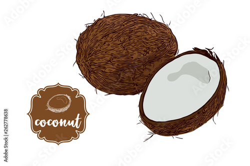 Cartoon drawn coconuts isolated on white. Brown retro store label badge with text. Tropical fruit vintage sticker. Exotic delicious fruit vector illustration for web, print.