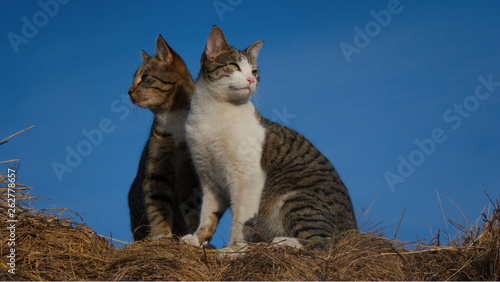 Photography Two cats outside sitting on a hay stack with a blue sky in back
