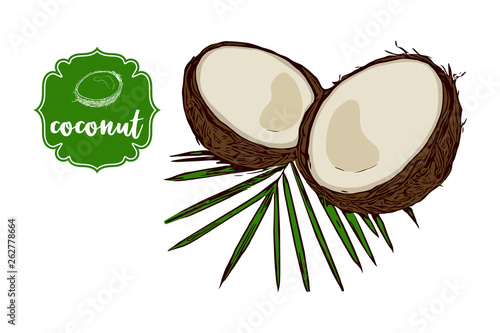 Cartoon drawn coconut on green palm leaf isolated on white. Green retro store label badge with text. Tropical fruit vintage sticker. Exotic delicious fruit vector illustration for web, print.