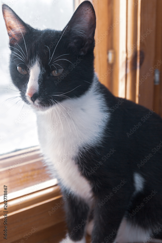 Black and white young cat sitting on a wooden window in the house