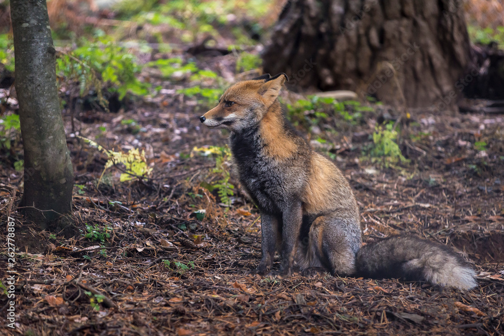 Obraz premium fox sitting in the forest looking to the side