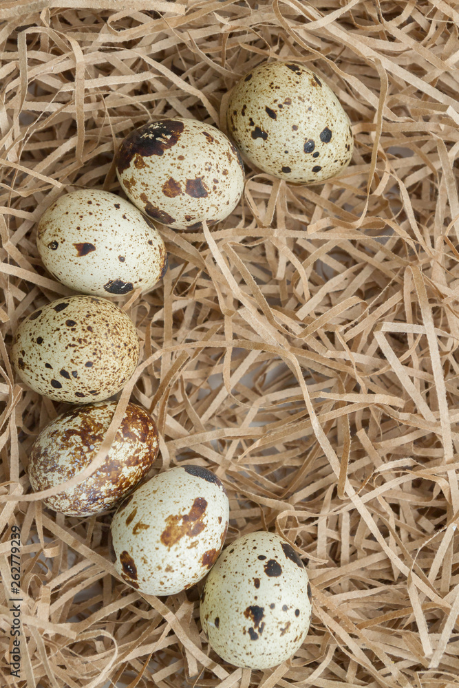 Quail spotted eggs lie on paper strips in the form of hay Quail spotted eggs lie on paper strips in the form of hay