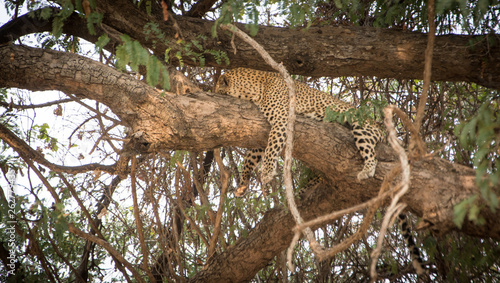 Leopard sleeping in the tree