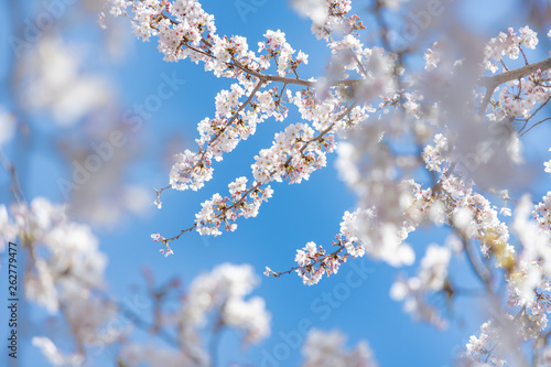 満開の桜の花