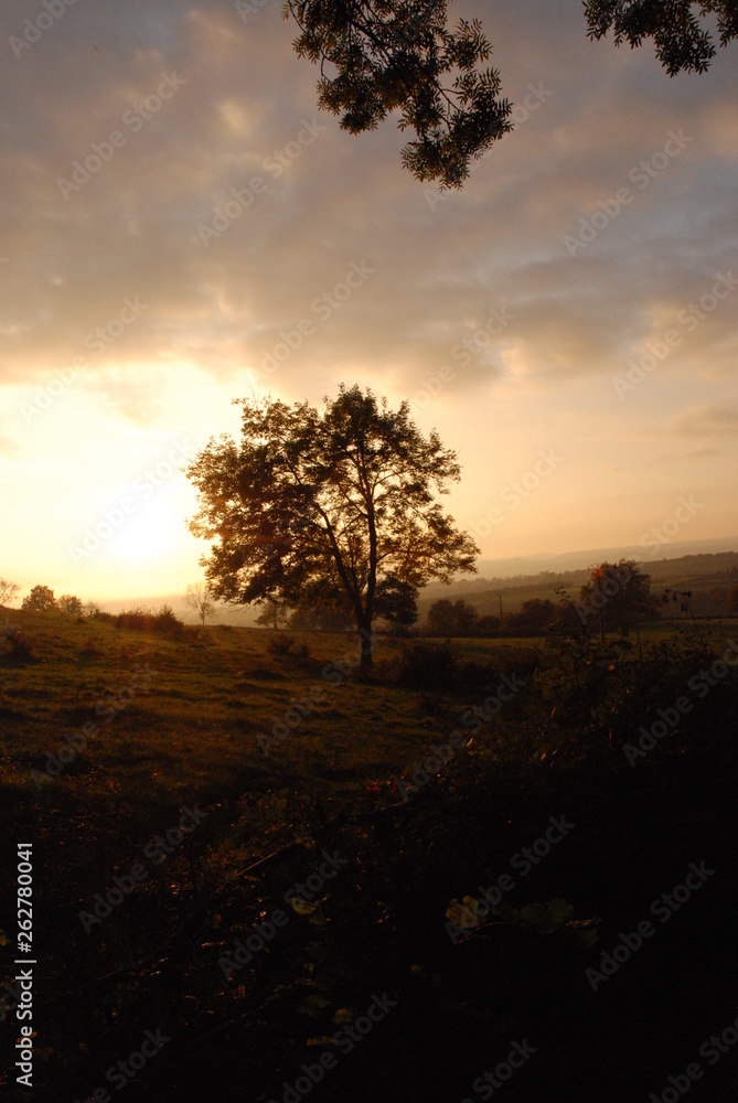 Arbre isolé au crépuscule Arbre isolé au crépuscule