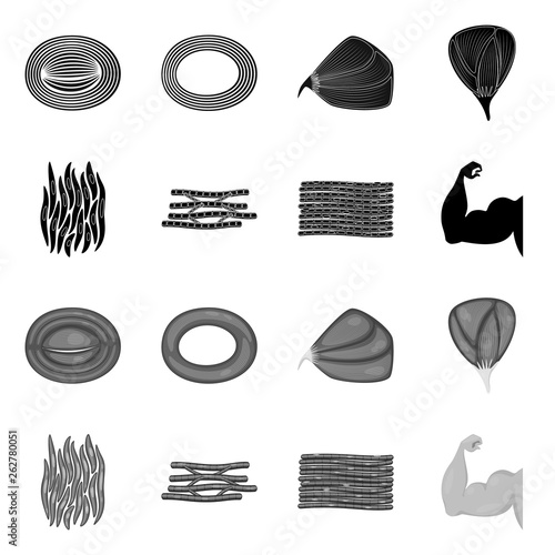 Vector illustration of fiber and muscular symbol. Set of fiber and body  vector icon for stock.