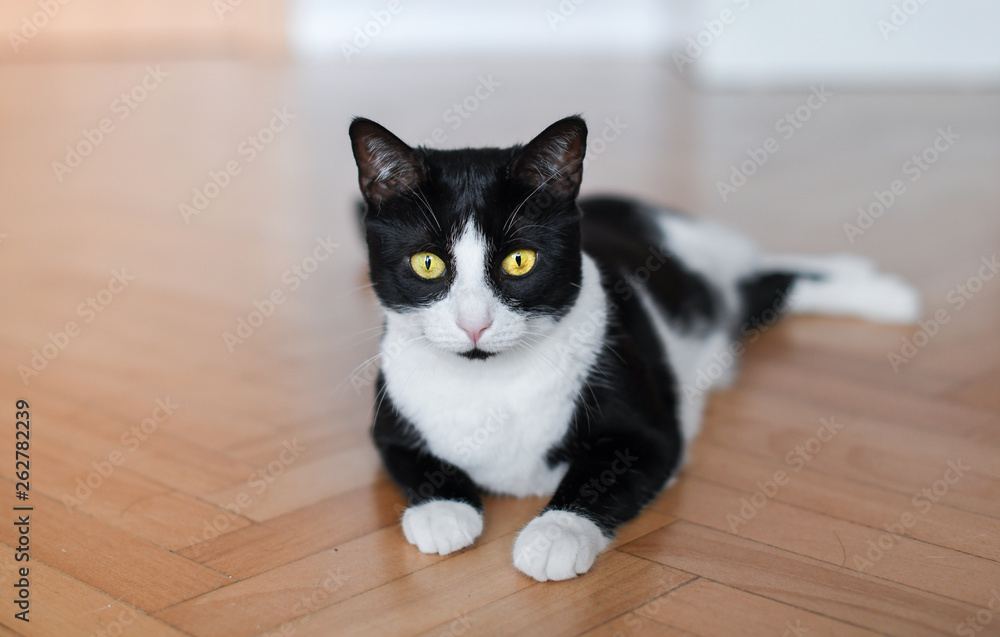 Blak and white cat lying on parquet floor