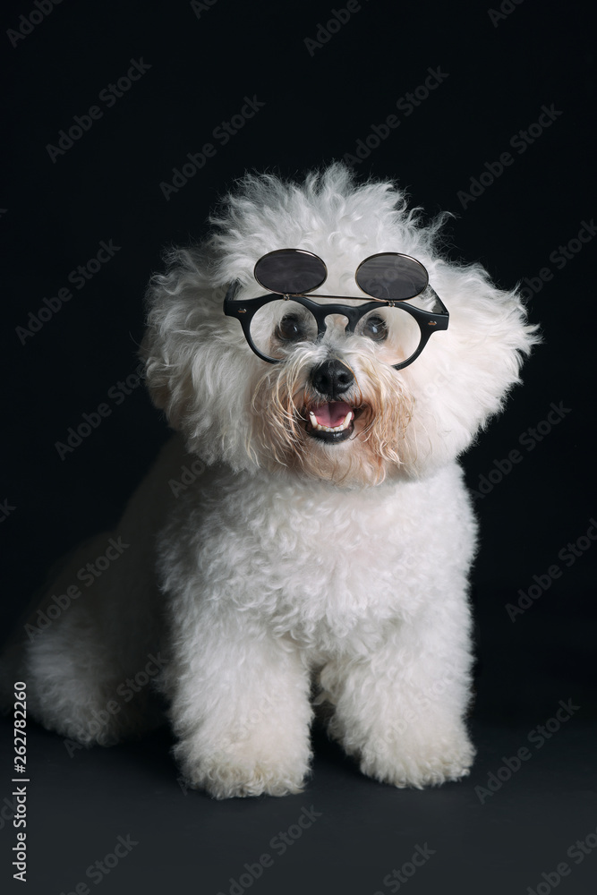Cute Bichon Frise dog with glasses