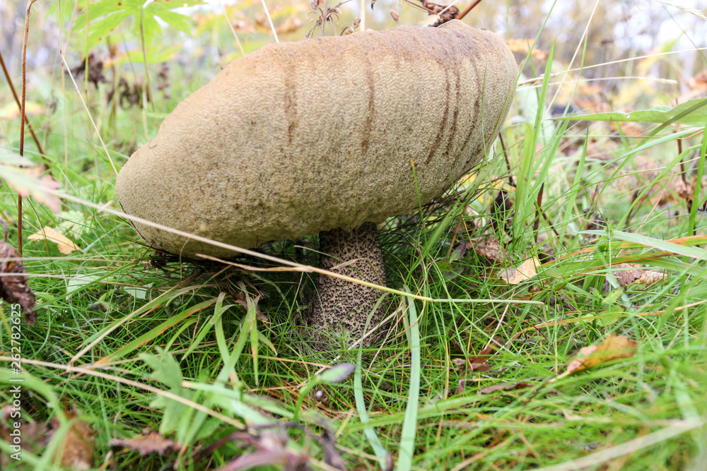 A big mushroom in the grass, close up A big mushroom in the grass, close up