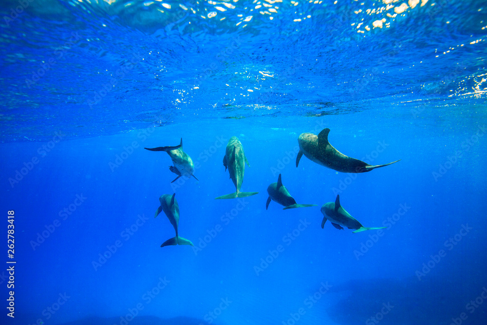 Obraz premium 小笠原の海を泳ぐミナミハンドウイルカの群れ