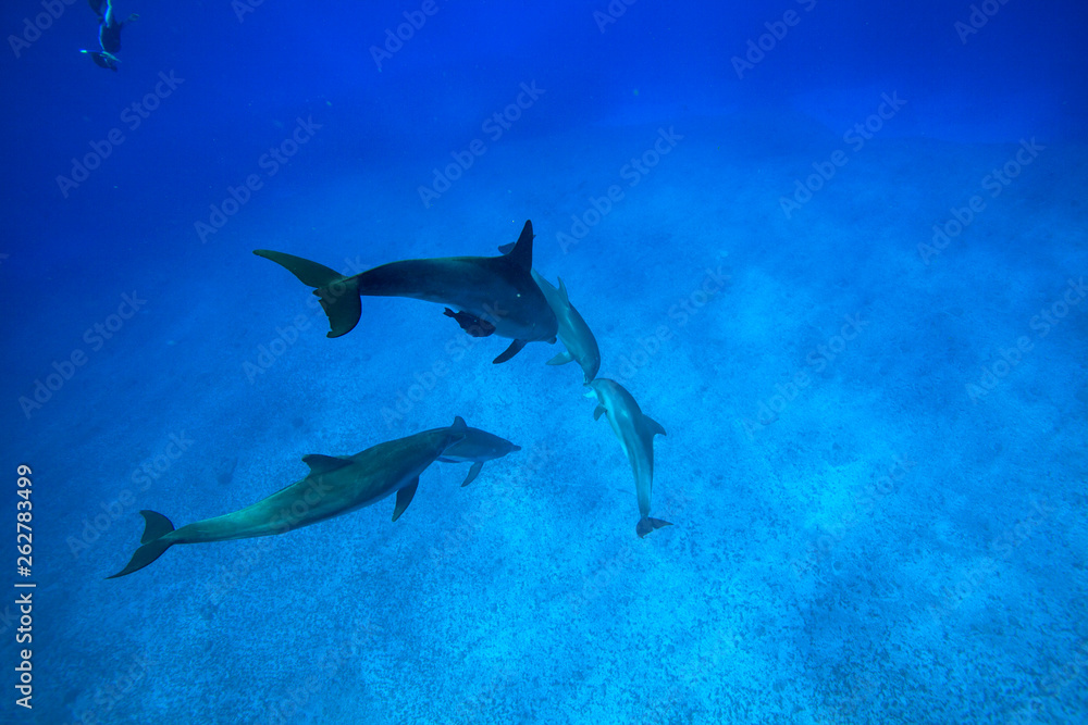 Fototapeta premium 小笠原の海を泳ぐミナミハンドウイルカの群れ