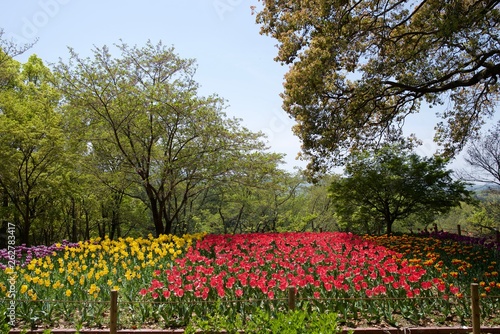 日本で春に撮影したチューリップ