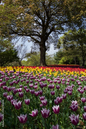 日本で春に撮影したチューリップ