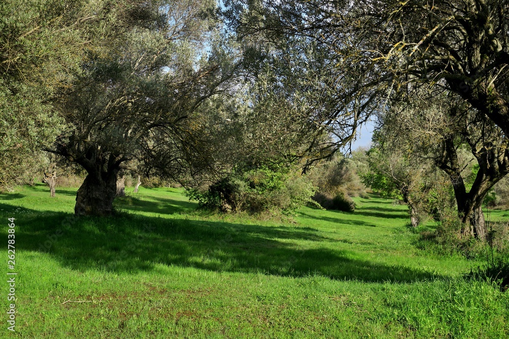 Obraz premium beautiful view of the lawn with olive trees