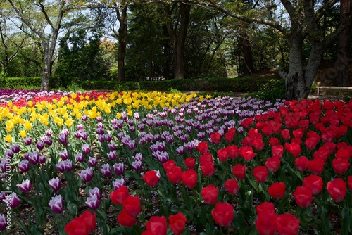 日本で春に撮影したチューリップ