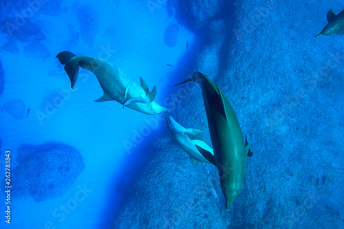 小笠原の海を泳ぐミナミハンドウイルカの群れ