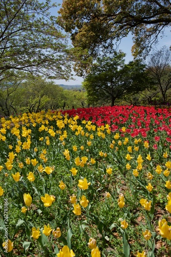 日本で春に撮影したチューリップ