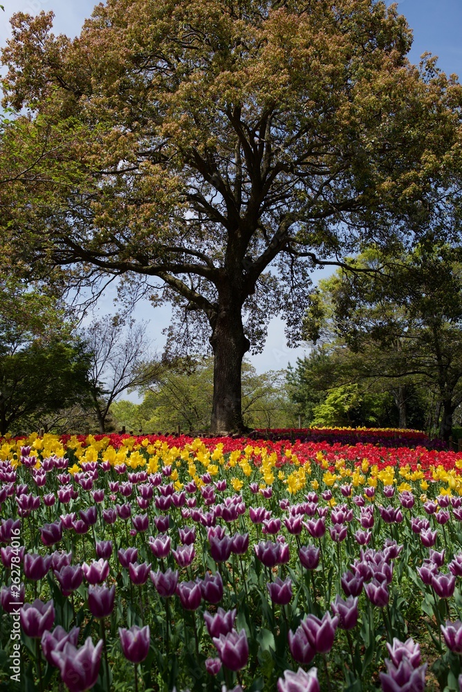 日本で春に撮影したチューリップ