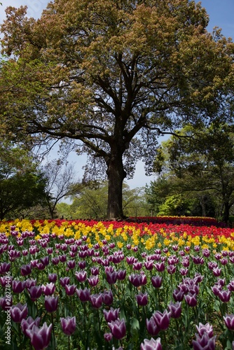 日本で春に撮影したチューリップ