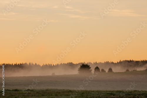Meadow landscape with mist at dawn