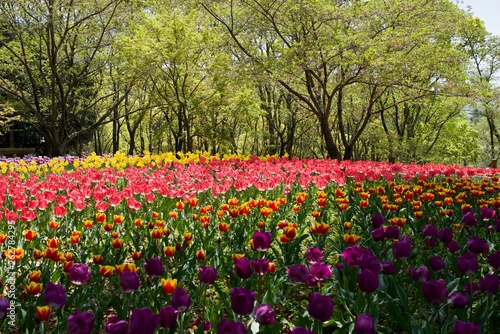 日本で春に撮影したチューリップ