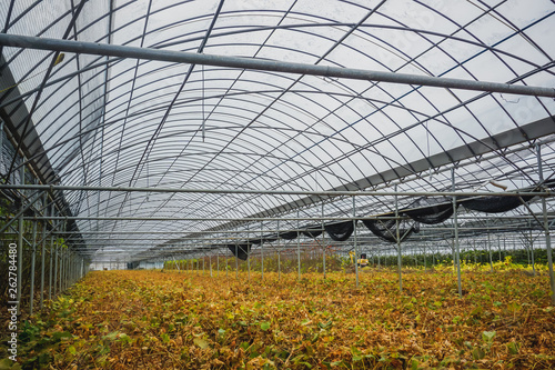 Plantation of plants in a greenhouse in South Korea