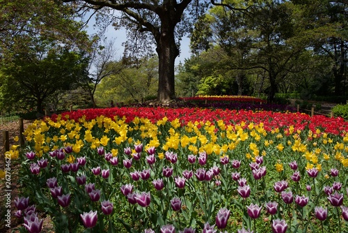 日本で春に撮影したチューリップ