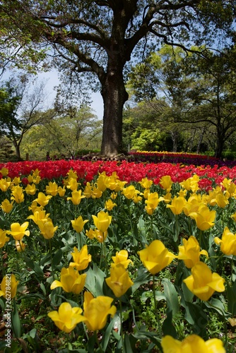 日本で春に撮影したチューリップ