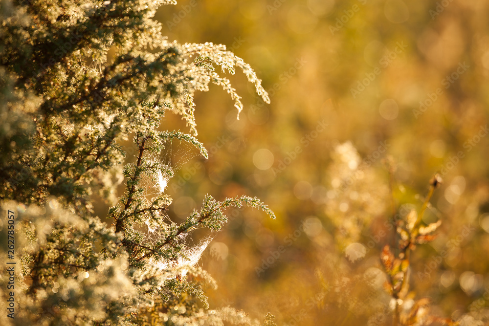 Morning dew in juniper branches and warm sunlight