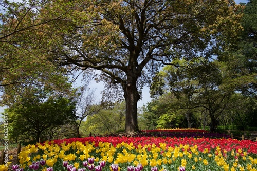日本で春に撮影したチューリップ