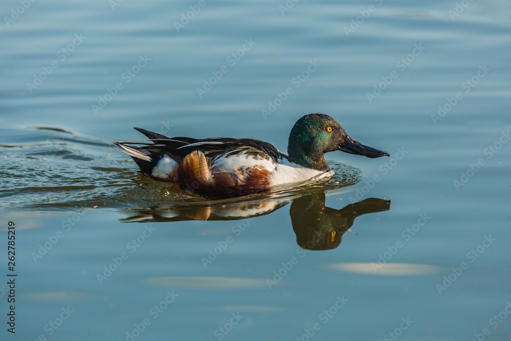 Fototapeta premium Wild northern shoveler, white and brown male duck with iridescent dark green head, bright yellow eye and typical spatulate bill swimming in blue water on a sunny day, reflection in water