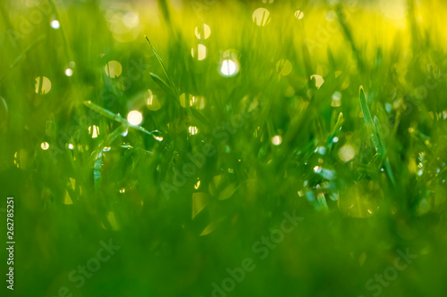 Gauss blur. summer background. Dew on the grass