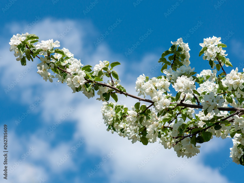 The Apple tree blossomed with white flowers in may