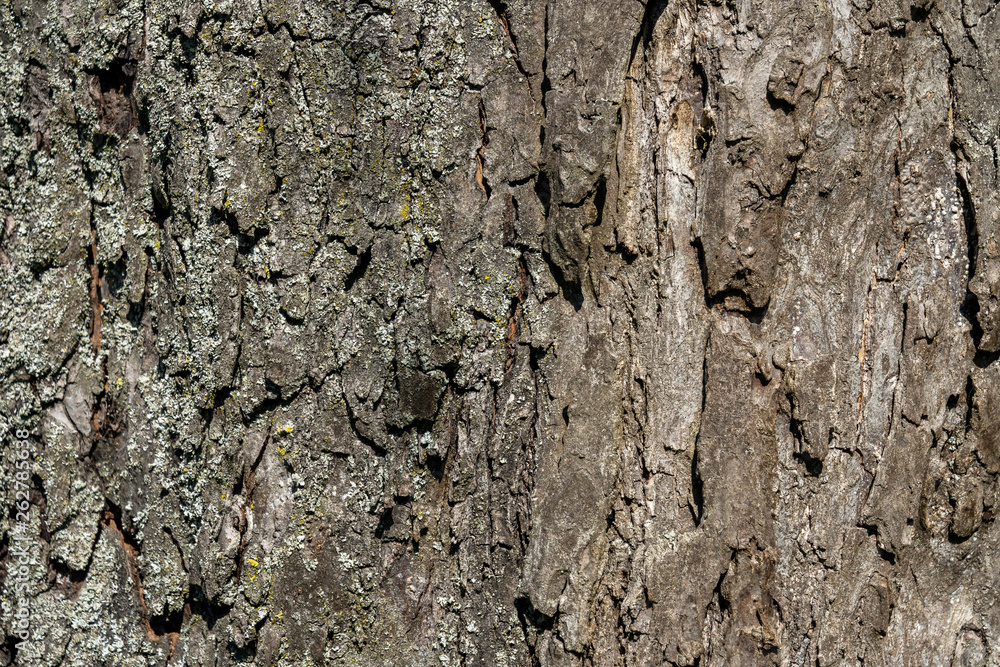 apple tree blossom in frankfurt