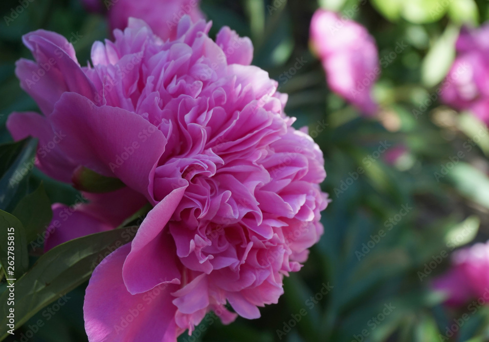 Pink peony close-up