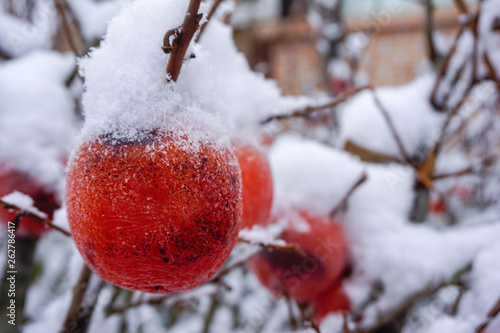 Persimmon on a branch in the snow