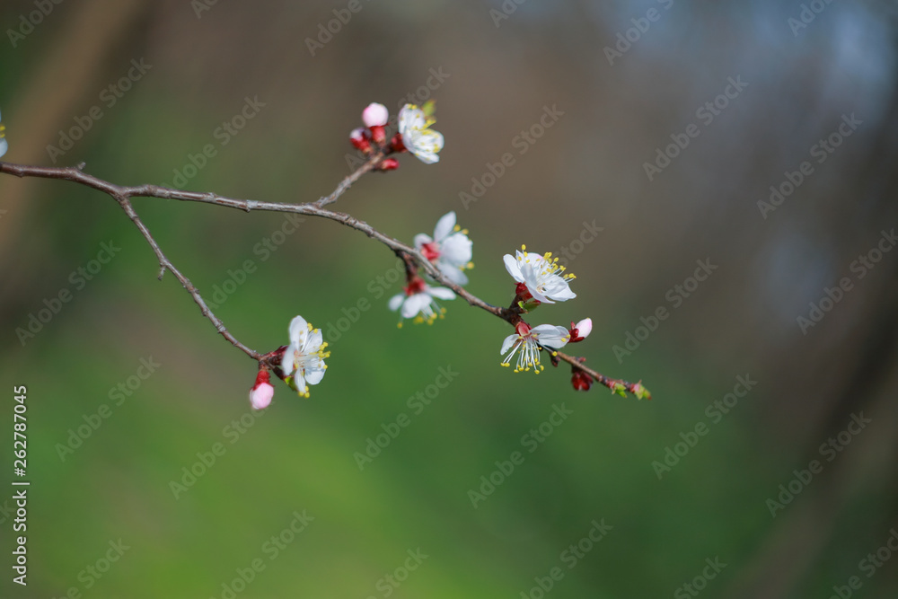 Blooming apricot-tree Blooming apricot-tree