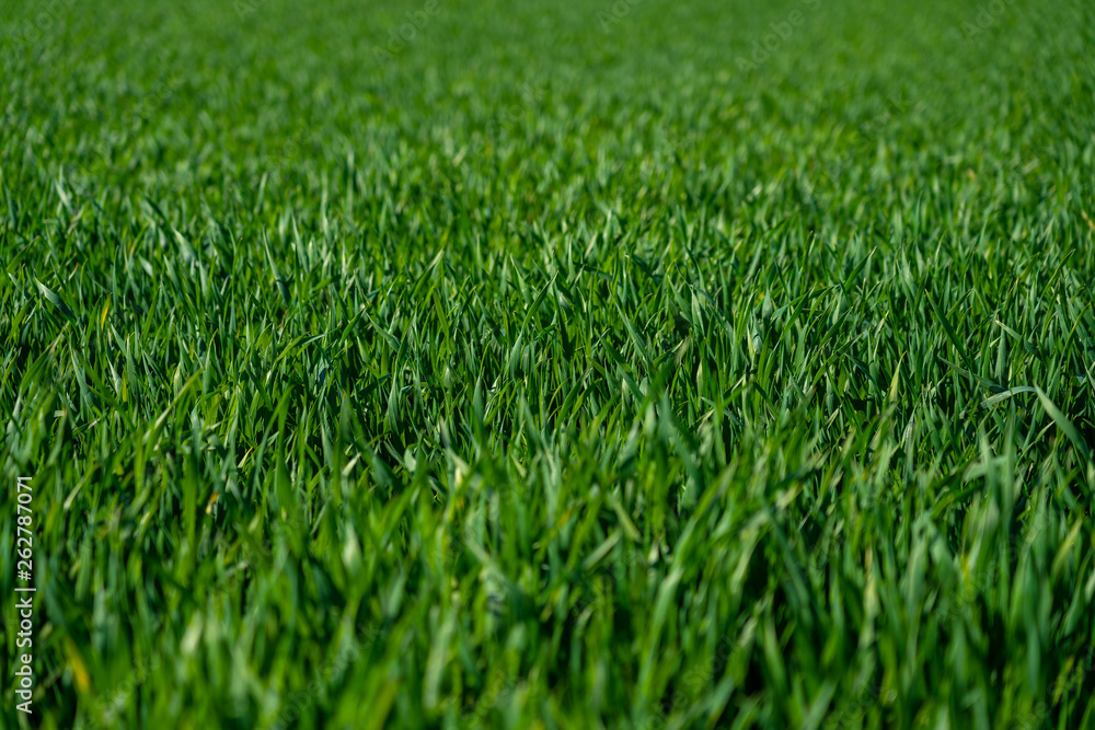 close up of green gras in springtime, frankfurt close up of green gras in springtime, frankfurt